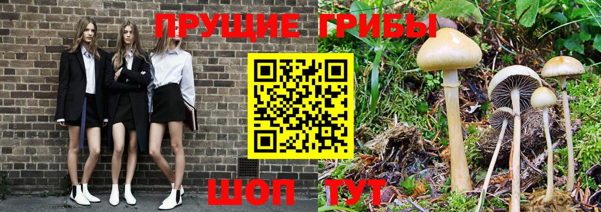 Псилоцибиновые грибы Psilocybe Истра